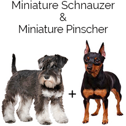 Miniature Schnaupin Dog